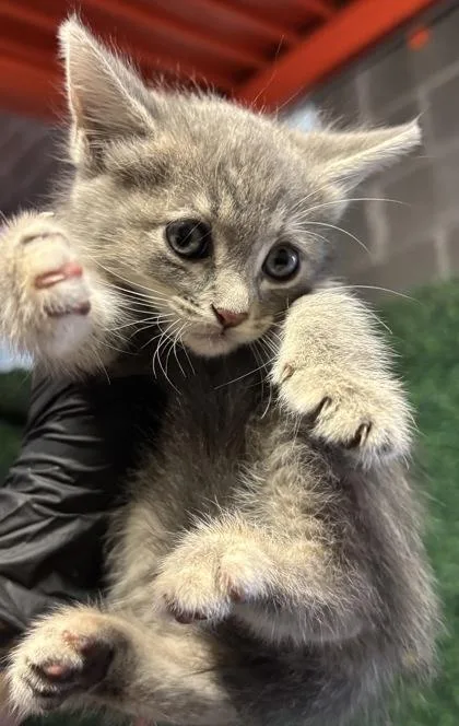 A baby small-sized male Gray / Blue / Silver Domestic Short Hair cat named 61613763 for adoption in El Paso, TX