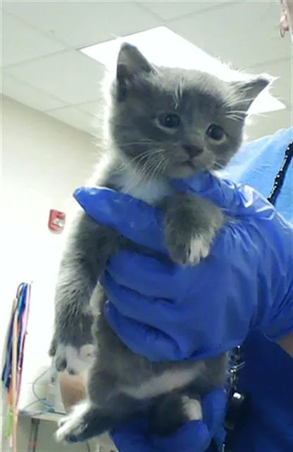A baby small-sized female Domestic Short Hair cat named Patsy for adoption in Fayetteville, NC
