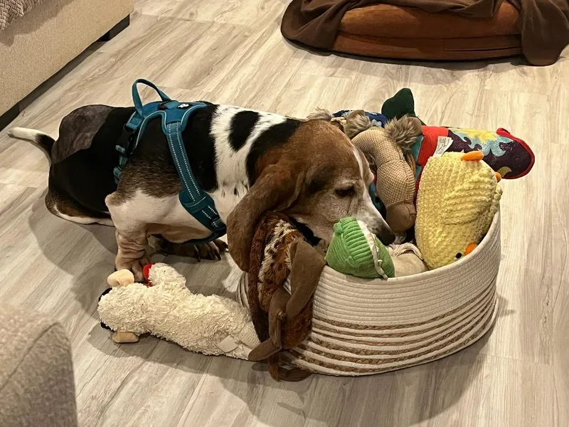 A senior medium-sized male Tricolor (Brown, Black, & White) Basset Hound dog named Oscar for adoption in Auburndale, FL