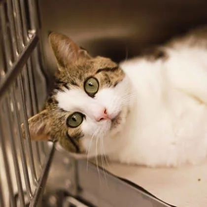 A young small-sized male White Domestic Short Hair cat named Hobo for adoption in Atlanta, GA