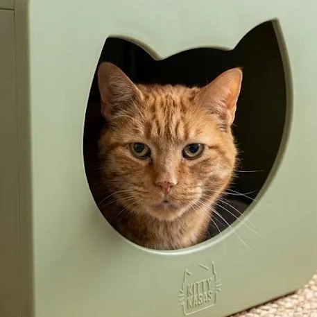 A senior extra large-sized male Orange / Red Domestic Short Hair cat named Jingles for adoption in South Elgin, IL