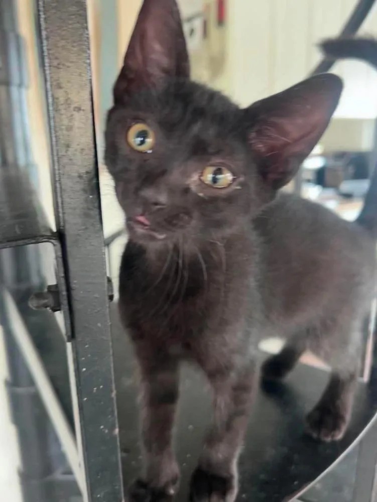 A baby small-sized male Black Domestic Short Hair cat named Hank for adoption in Milton, DE