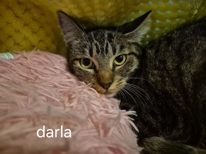 Darla thumbnail 2