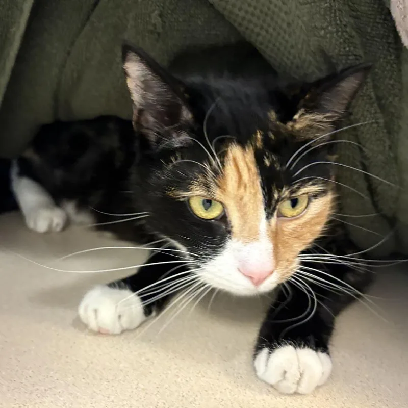 An adult large-sized female Domestic Short Hair cat named Paddy for adoption in Gloucester, VA