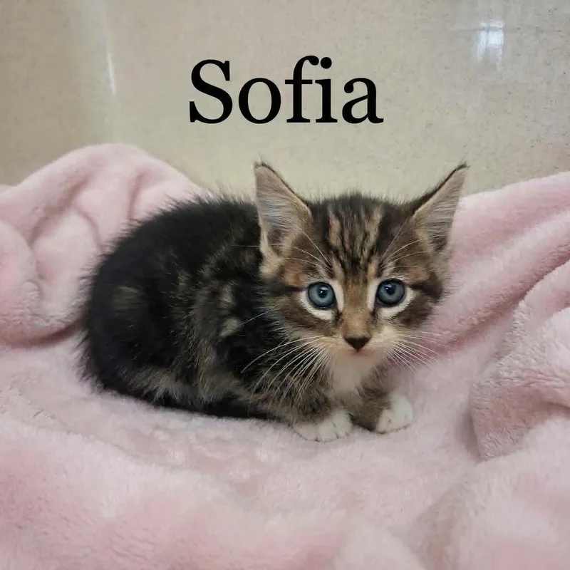 A baby medium-sized female Domestic Short Hair cat named Sofia for adoption in Gautier, MS