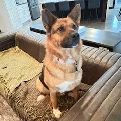 An adult medium-sized female Black Mixed Breed dog named Foxglove for adoption in Buffalo, MN