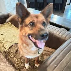 Foxglove thumbnail 2