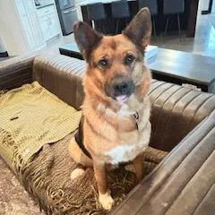 Foxglove thumbnail 3