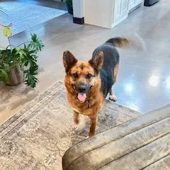 Foxglove thumbnail 4