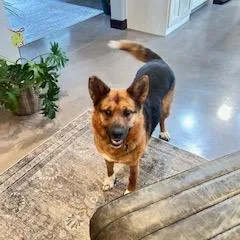 Foxglove thumbnail 5