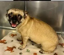 A senior small-sized female Pug dog named Lily Rose for adoption in West Bloomfield, MI