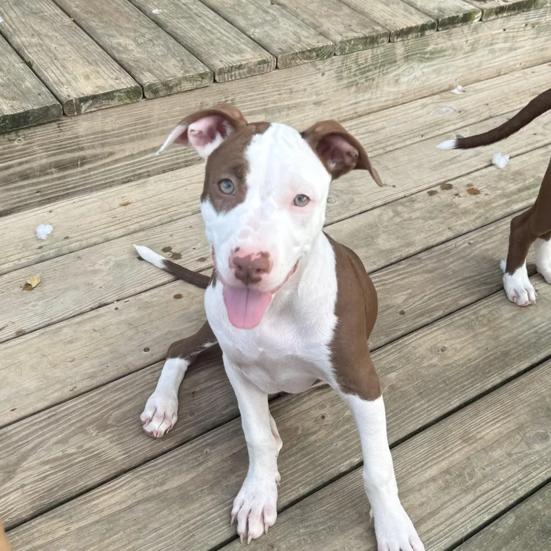 A young medium-sized female Pit Bull Terrier dog named Lavern & Shirley for adoption in Brazil, IN