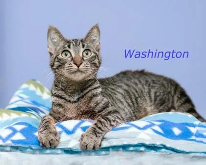 Washington thumbnail 2