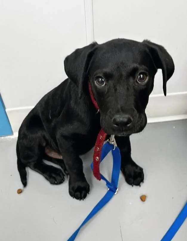 A baby medium-sized male Labrador Retriever dog named Tristan for adoption in Hartsville, SC
