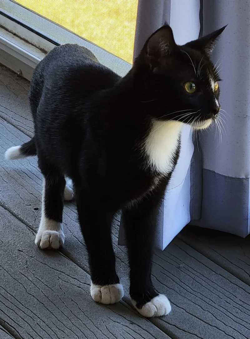 Checkers thumbnail 2