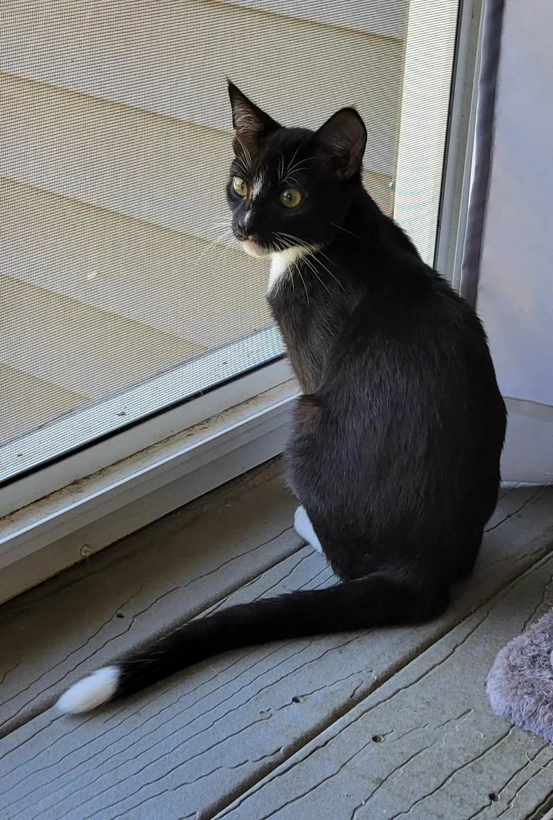 Checkers thumbnail 3