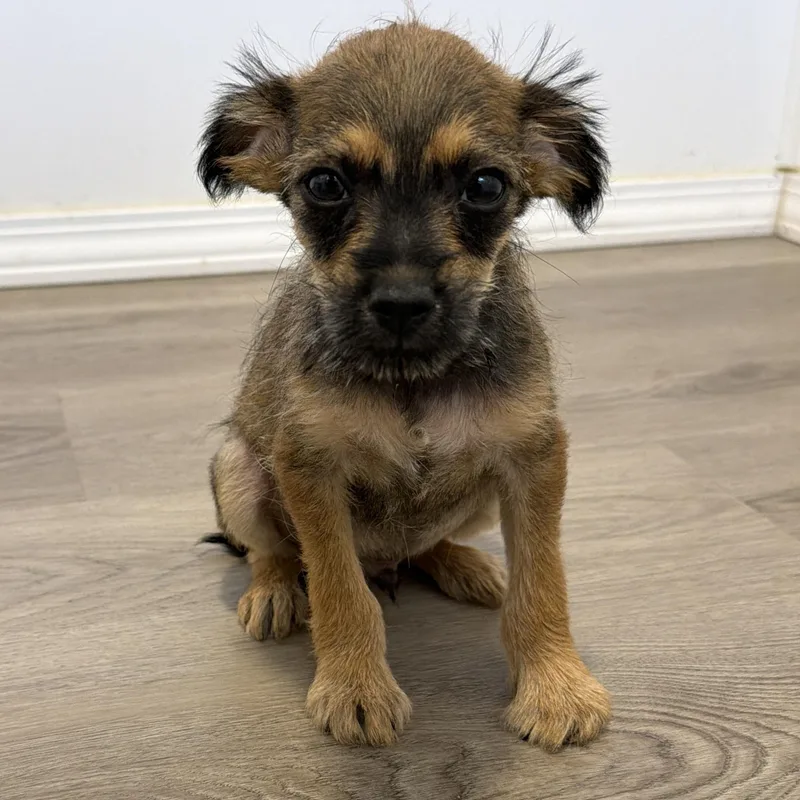 A baby small-sized male Terrier dog named Huckleberry for adoption in San Diego, CA