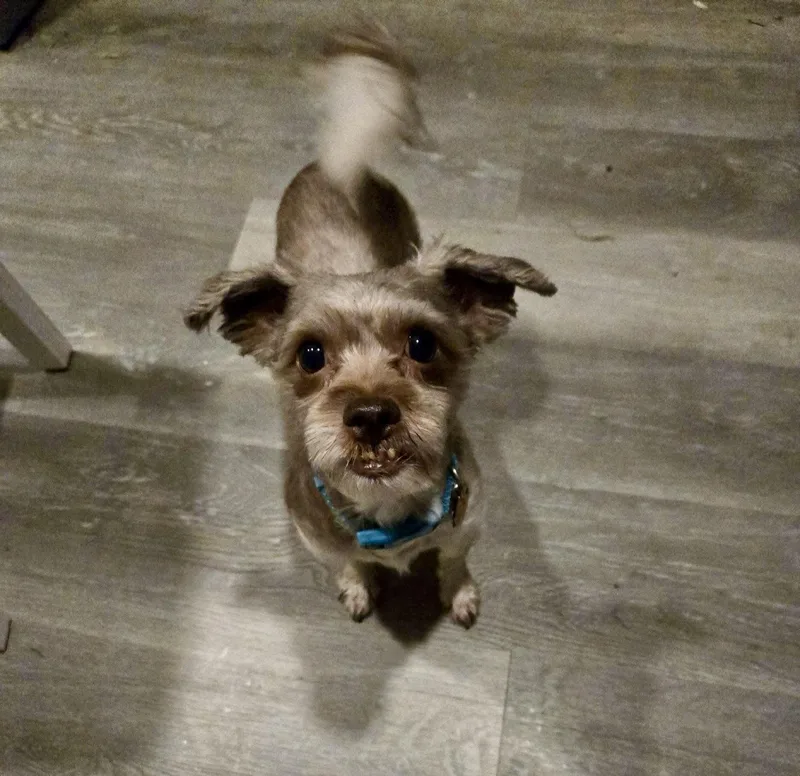 An adult small-sized male Shih Tzu dog named Simba for adoption in Norfolk, VA
