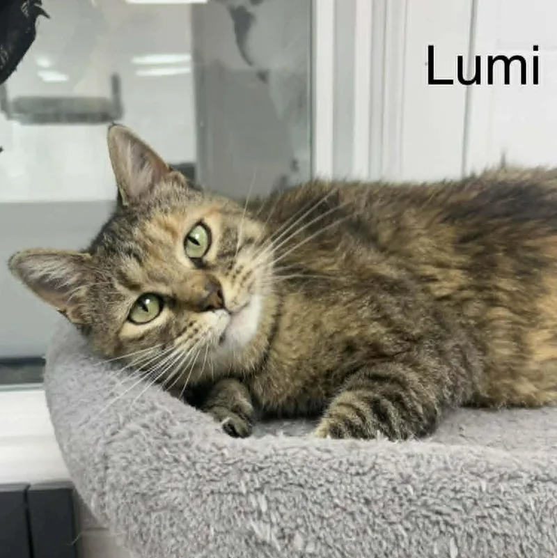 An adult medium-sized female Tortoiseshell Domestic Medium Hair cat named Lumi for adoption in Rushville, IL