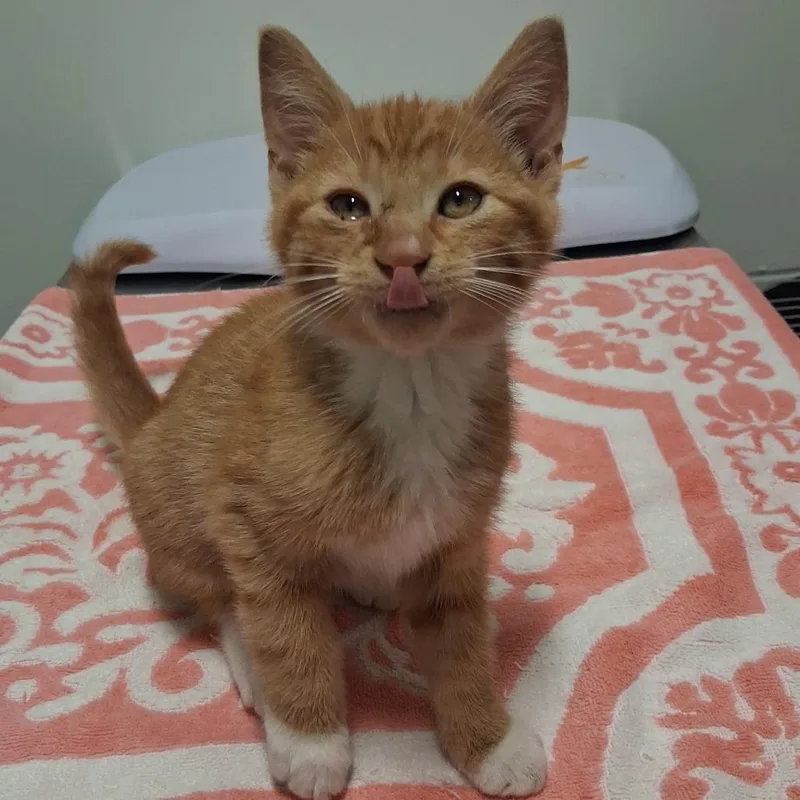 A baby small-sized male Domestic Short Hair cat named Peapod for adoption in York, PA