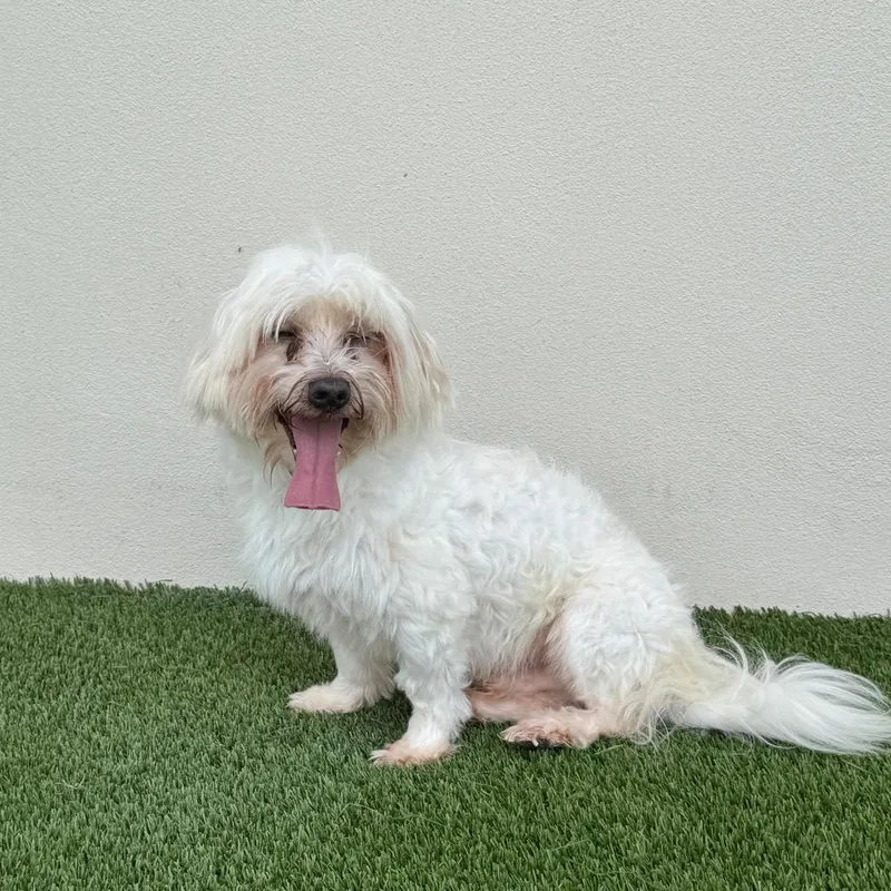 A senior small-sized male White / Cream Maltese dog named Frosty Paws for adoption in LOXAHATCHEE, FL