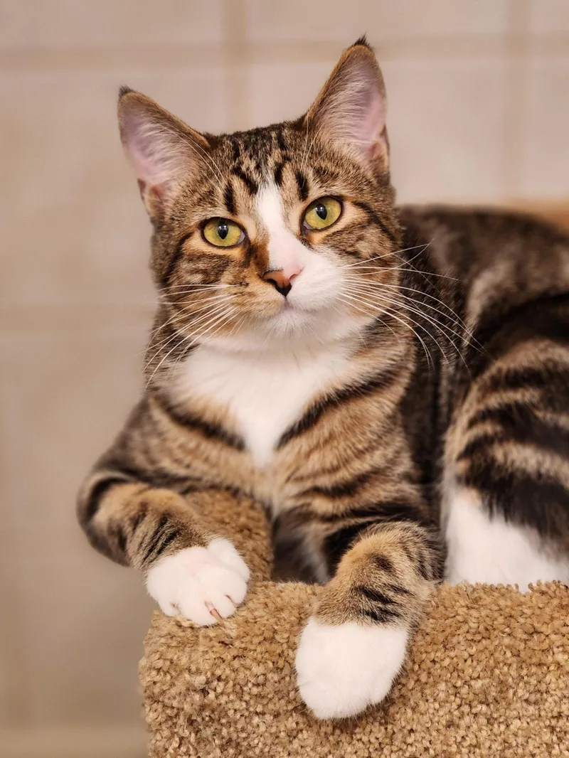 A baby medium-sized male Tabby (Brown / Chocolate) Domestic Short Hair cat named Darrell for adoption in Johnson City, TN
