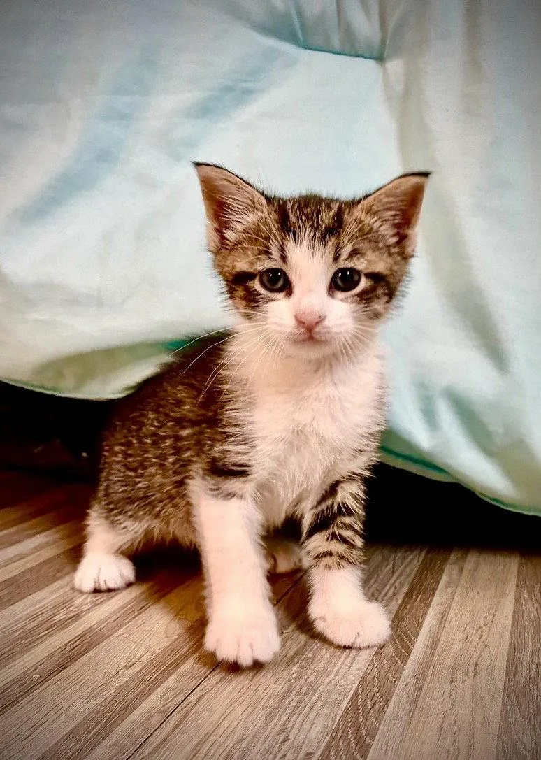 A baby medium-sized male Domestic Short Hair cat named Chit Chat for adoption in Brooklyn, NY