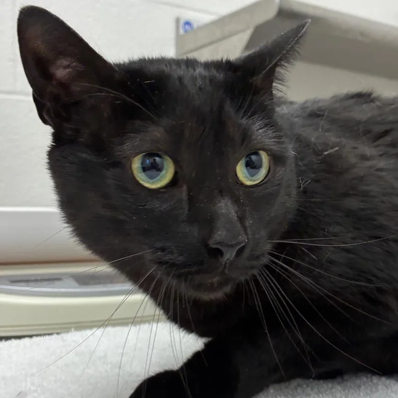 An adult large-sized male Black Domestic Short Hair cat named Tom for adoption in Corpus Christi, TX