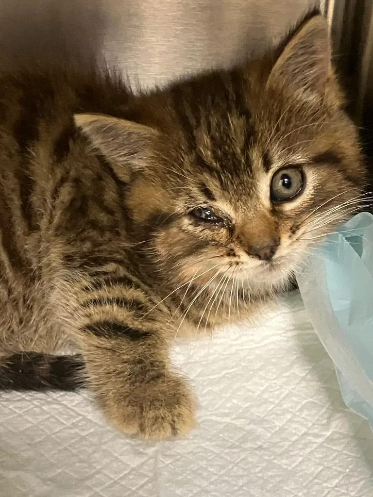 A baby medium-sized male Domestic Medium Hair cat named Bowser for adoption in Christiansburg, VA
