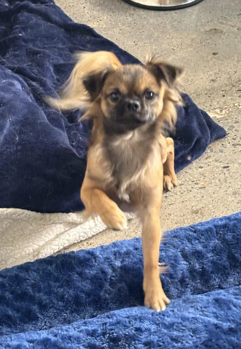 A young small-sized male Brown / Chocolate Pekingese dog named Charley Brown for adoption in Thousand Oaks, CA