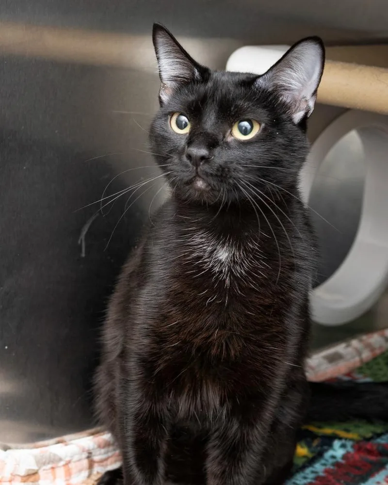A young small-sized female Domestic Short Hair cat named Demmy for adoption in Boone, IA