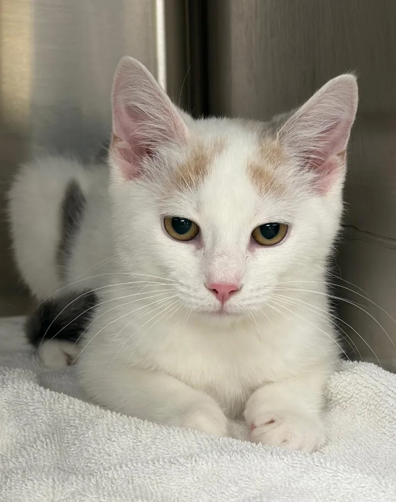 A baby medium-sized female White Domestic Short Hair cat named Aurora for adoption in Clayton, NJ