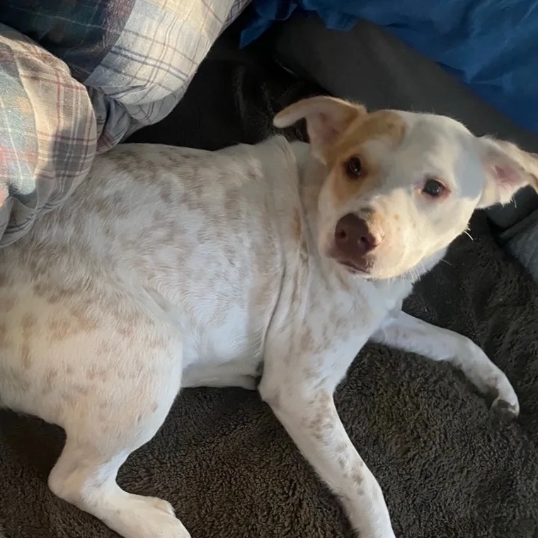 An adult large-sized male White / Cream Labrador Retriever dog named Murdock BRJCT for adoption in Missouri City, TX