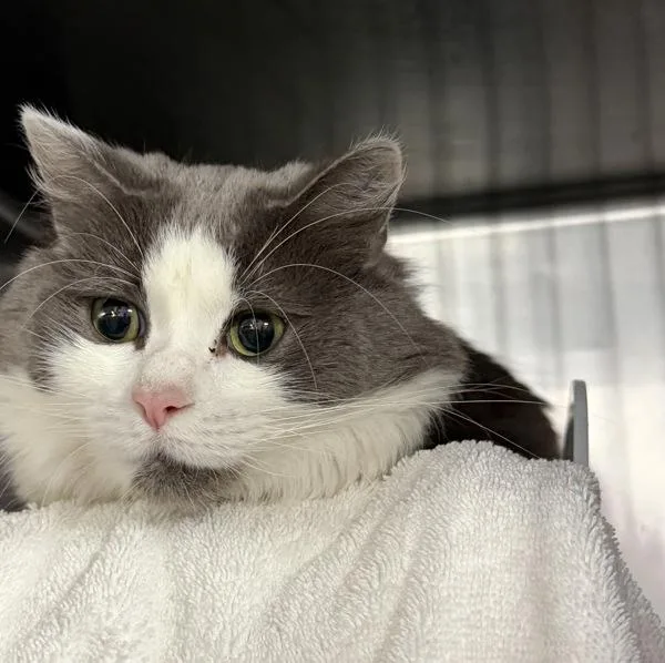 Mr. Whiskerson The Third