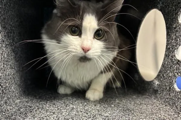 Mr. Whiskerson The Third thumbnail 2