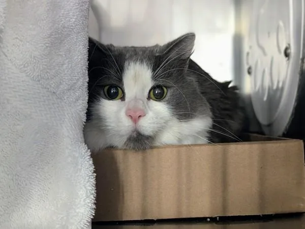 Mr. Whiskerson The Third thumbnail 3