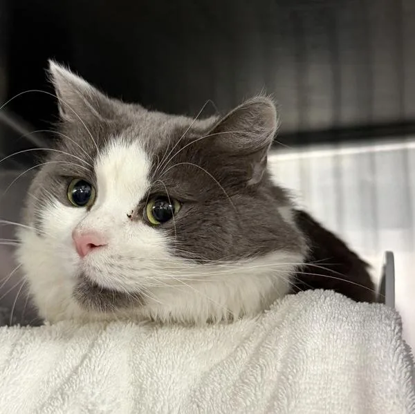 Mr. Whiskerson The Third thumbnail 4