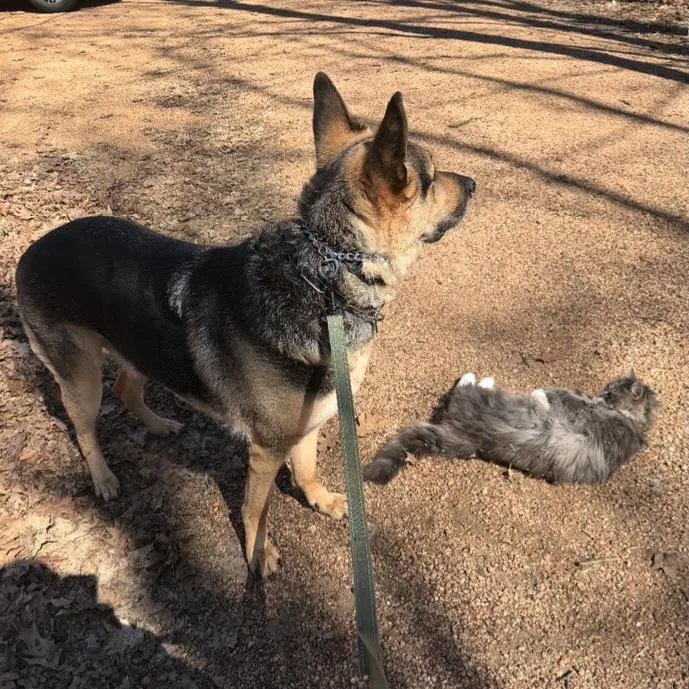 An adult large-sized male Black German Shepherd Dog dog named Lionel for adoption in Cedarburg, WI