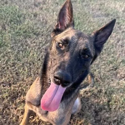 An adult medium-sized female Black Belgian Shepherd / Malinois dog named Bonnie Sweet for adoption in Houston, TX