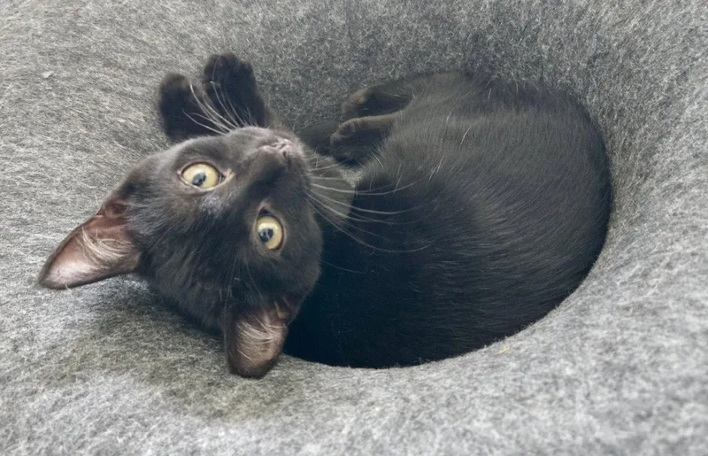 A baby medium-sized female Black Domestic Short Hair cat named Sequoia for adoption in Penndel, PA