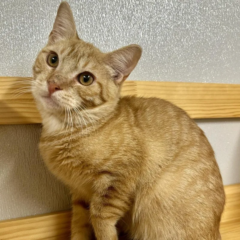 A young medium-sized male Orange / Red Domestic Short Hair cat named Gordita for adoption in St Joseph, MO
