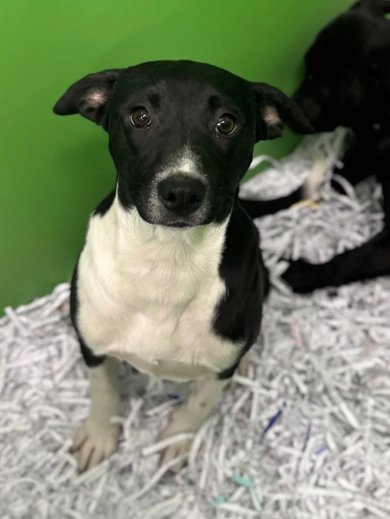 A baby medium-sized male Mixed Breed dog named Fork for adoption in Danielsville, GA