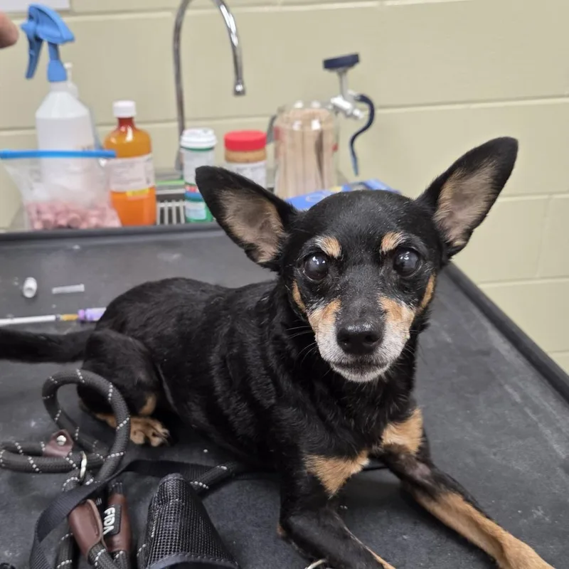 A senior small-sized male Black Mixed Breed dog named StrayGradyCourt for adoption in Columbus, GA