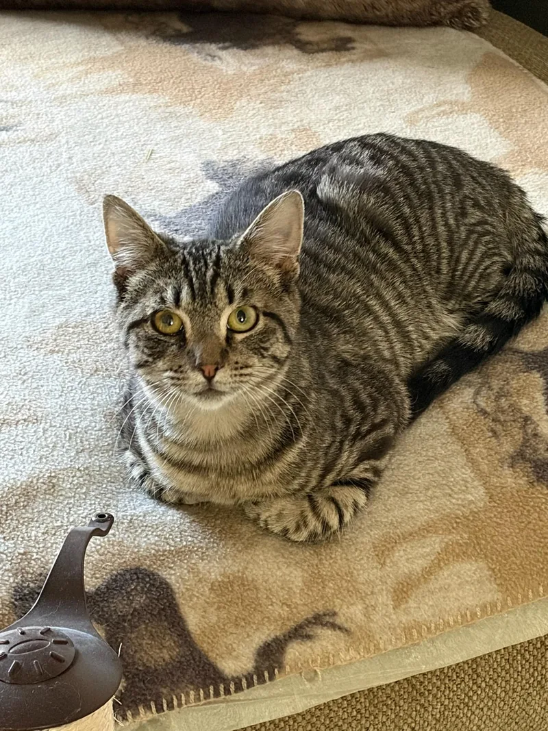A baby medium-sized male Tabby (Brown / Chocolate) Domestic Short Hair cat named Limoncello for adoption in Clayton, NJ