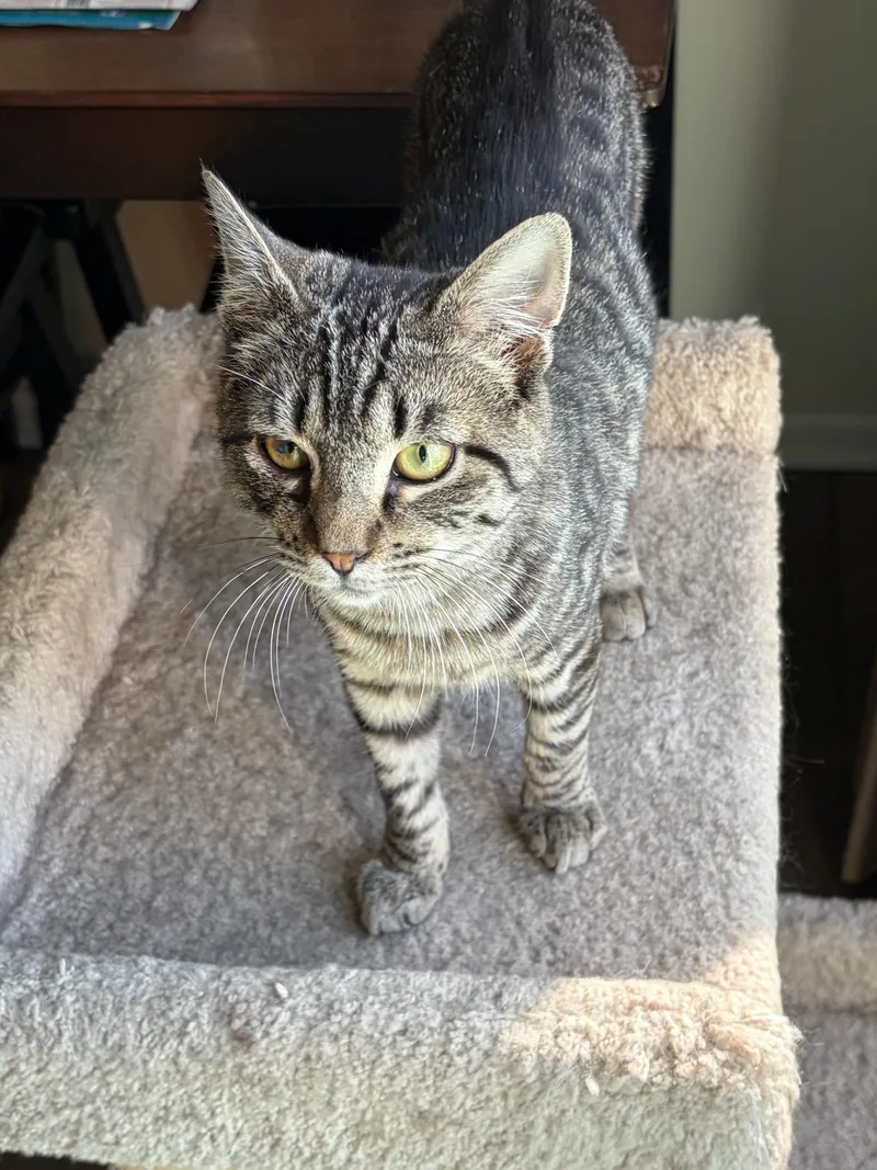 Limoncello thumbnail 2