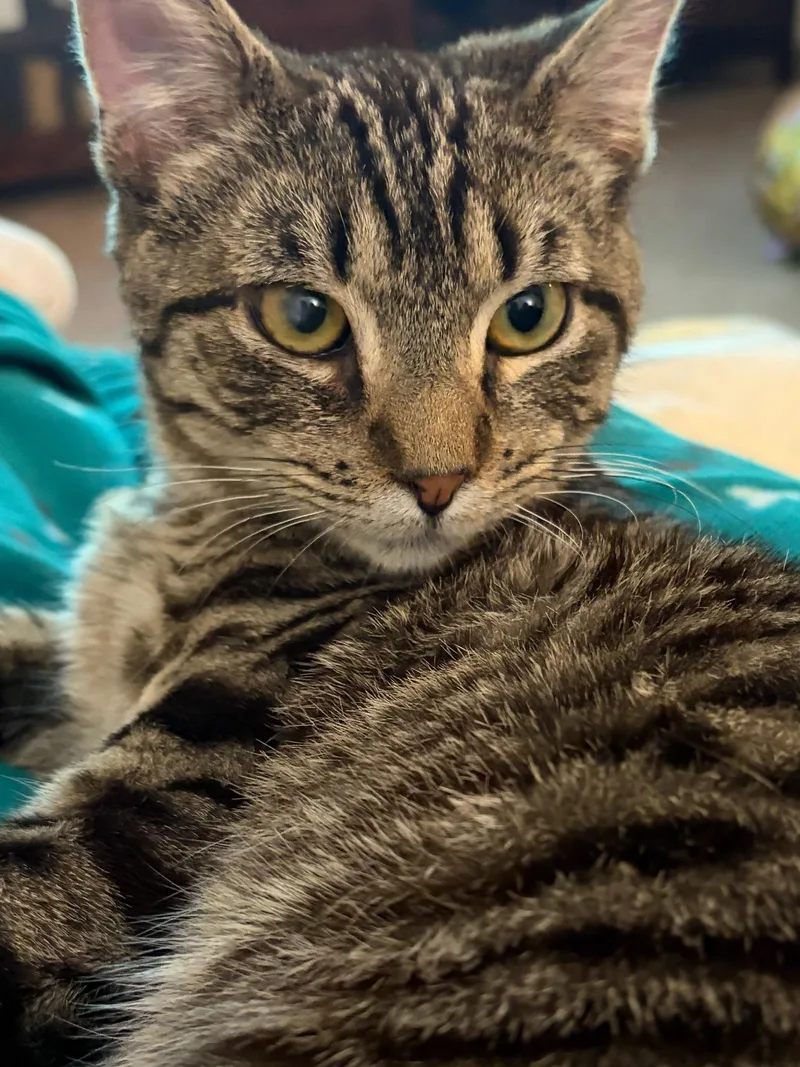 Limoncello thumbnail 3