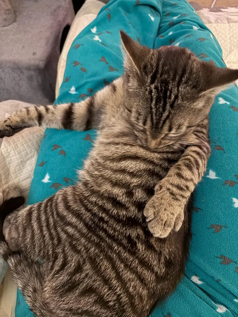 Limoncello thumbnail 4