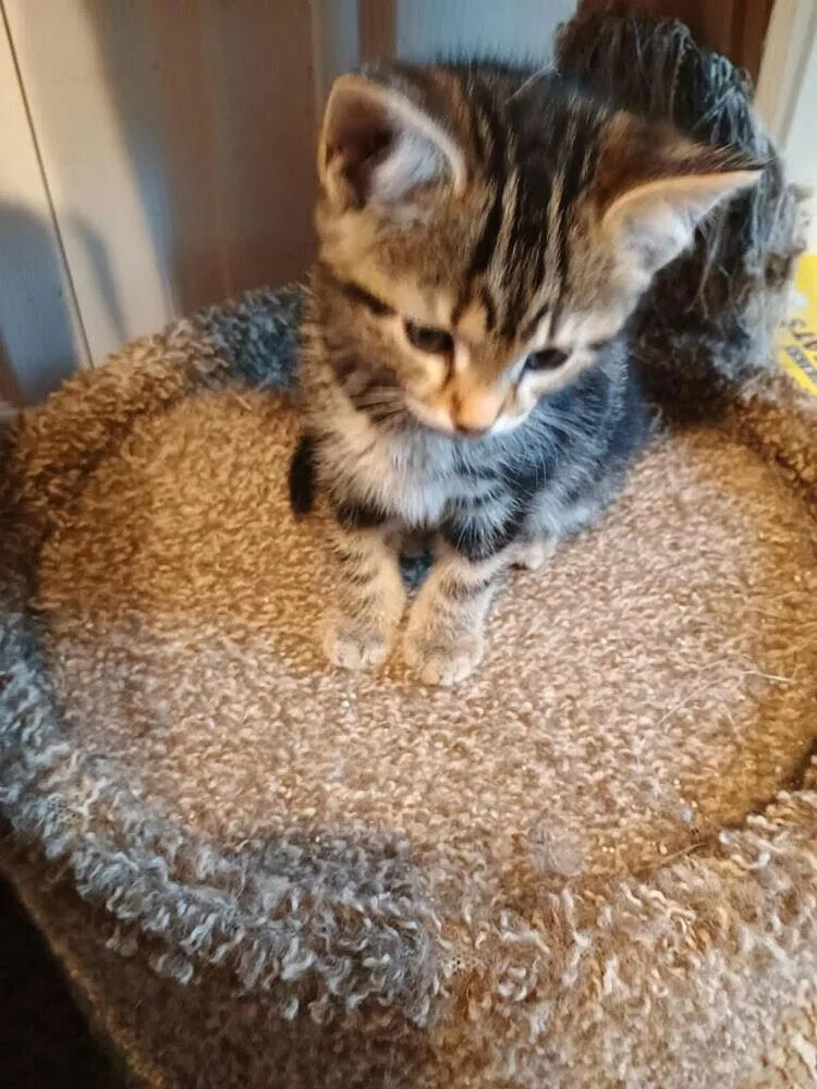 A baby small-sized female Tabby (Brown / Chocolate) Domestic Short Hair cat named Biscuit for adoption in Linton, IN