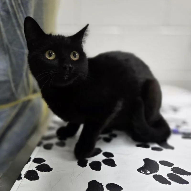 An adult medium-sized female Black Domestic Short Hair cat named Jinx for adoption in Incline Village, NV