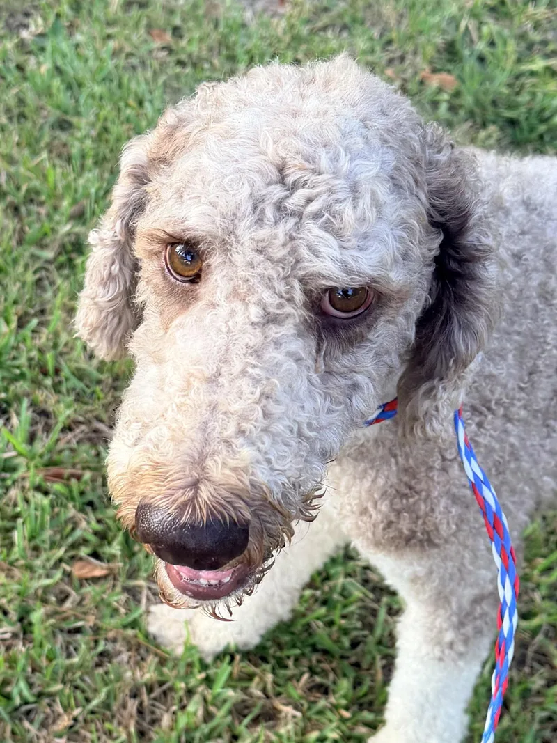 An adult medium-sized male White / Cream Standard Poodle dog named Dansby for adoption in Baker, LA